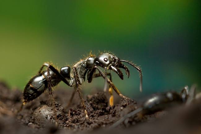 Hormiga dinosaurio, Dinoponera quadriceps. / Chris Tranter