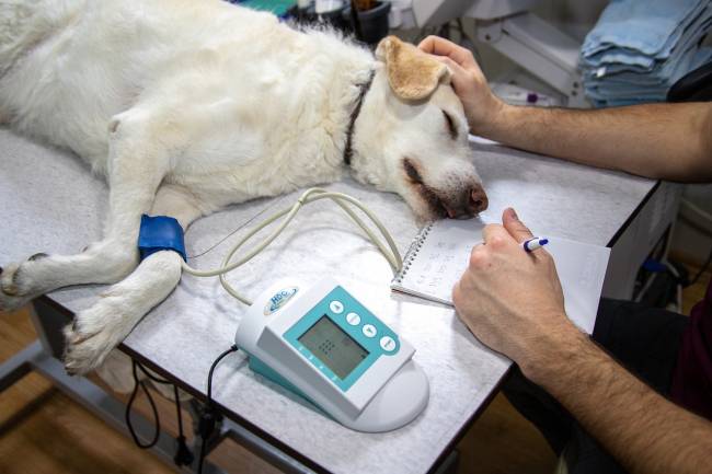 perro en una clínica