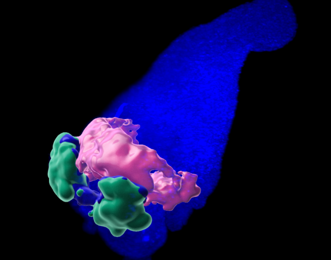 gastruloide de ratón