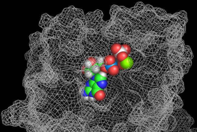 Modelo computacional de superficie de la proteína FtsZ y su interacción con una molécula de Mg-GTP