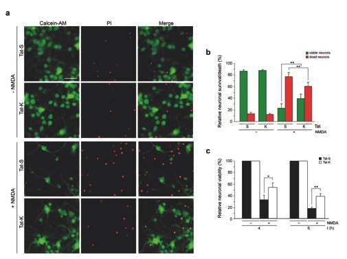 Desarrollan un péptido con potencial en el tratamiento del ictus