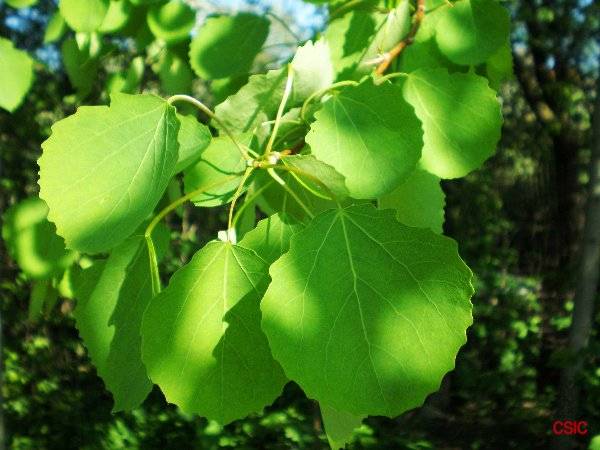 Álamo temblón, Populus tremula. Foto: CSIC.