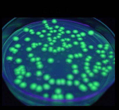 proteína fluorescente en las nuevas vacunas