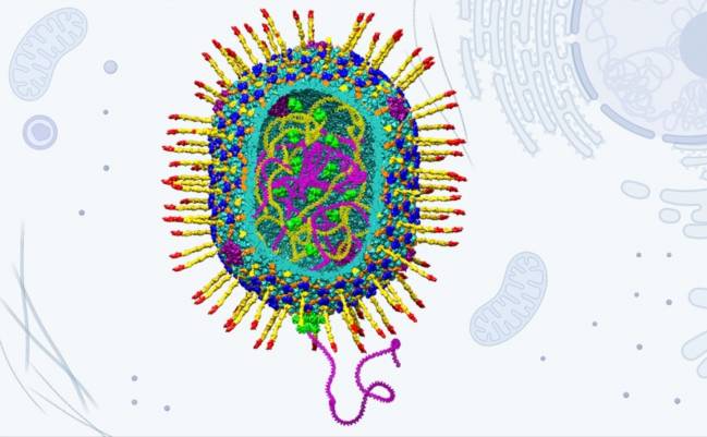 Estructura del vector artificial diseñado a partir del virus bacteriófago T4