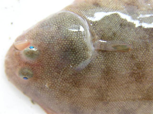 El lenguado senegalés es, junto con el lenguado común, la especie que los investigadores han analizado en este estudio / WIKIMEDIA COMMONS