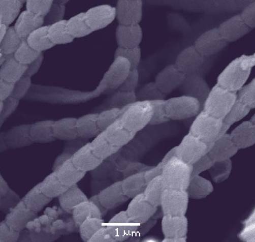 La publicación del trabajo en ‘Journal of Bacteriology’ ha servido para adelantarse a otros grupos internacionales que perseguían este mismo objetivo