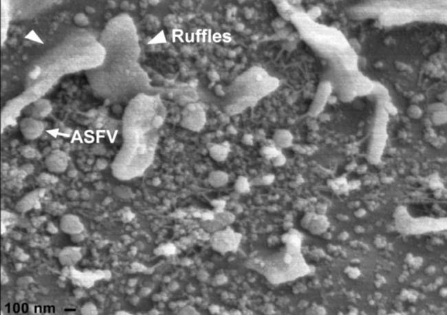virus de la peste porcina africana