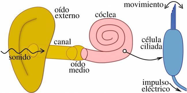 El elemento clave que permite al oído amplificar sonidos muy débiles son las células ciliadas de la cóclea