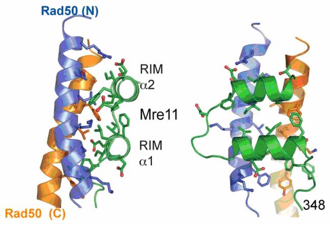 Estructura tridimensional de la región de interacción Mre11-Rad50.