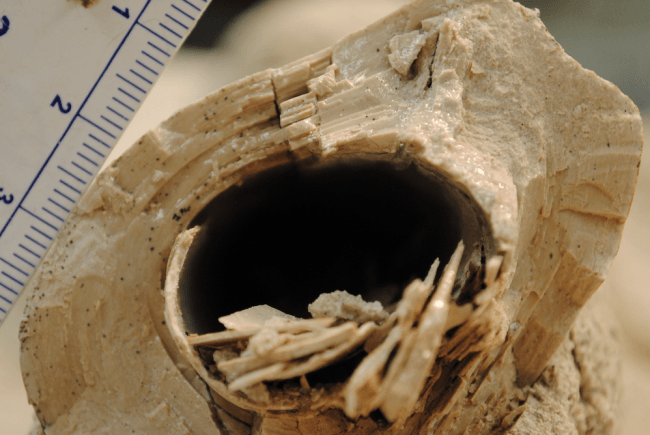 Tibia rota de un dinosaurio carnívoro