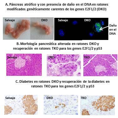 Imagen sobre la investigación. (Montaje: Olatz Zenarruzabeitia).