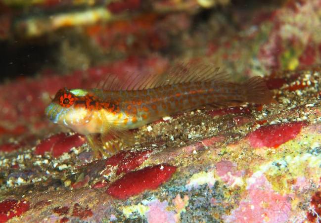 With the discovery of this new labrismoid, there are now eleven known members of the Hypleurochilus family in the world, three of which are found on the Brazilian coast. 