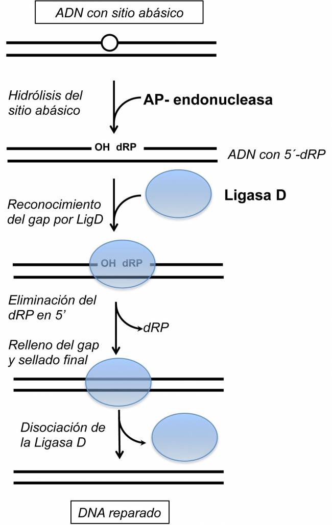 Descubren una nueva función en la Ligasa D bacteriana