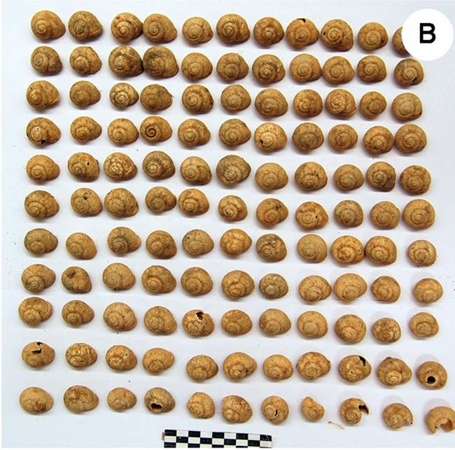 Caracoles terrestres