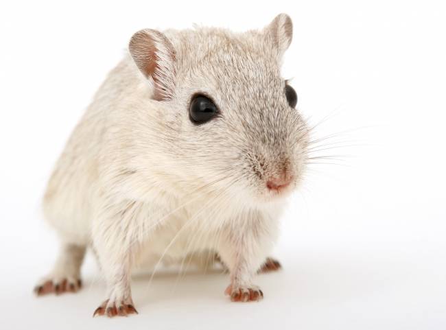 ratón