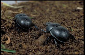 Escarabajos