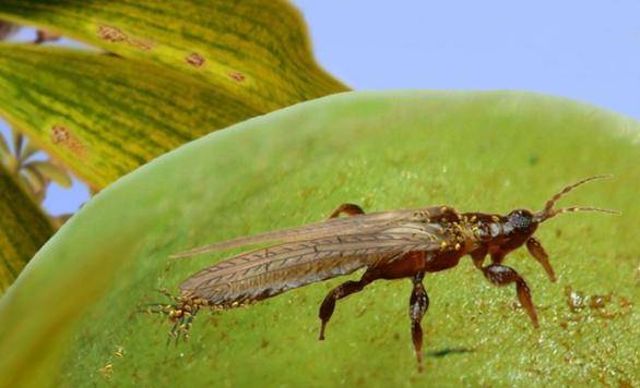 Reconstrucción de Gymnopollisthrips sobre un órgano ovulífero de un gingko extingido 