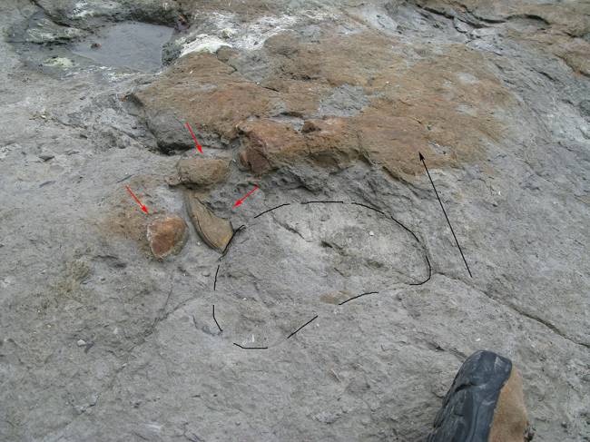 Las huellas de dinosaurios saurópodos