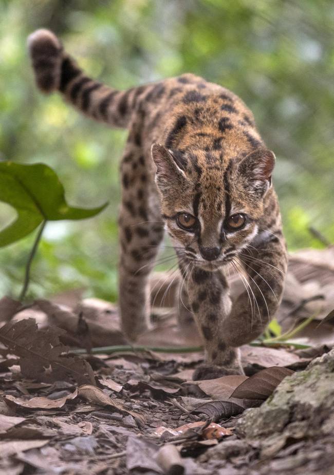 Fotografía cedida por Fernando Faciole/National Geogrpahic que muestra una nueva especie de felino silvestre. / EFE/ Fernando Faciole/National Geogrpahic