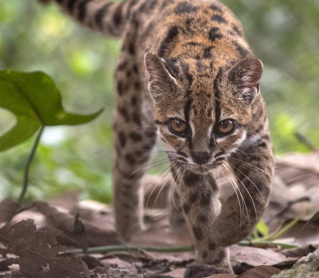 Fotografía cedida por Fernando Faciole/National Geogrpahic que muestra una nueva especie de felino silvestre. / EFE/ Fernando Faciole/National Geogrpahic