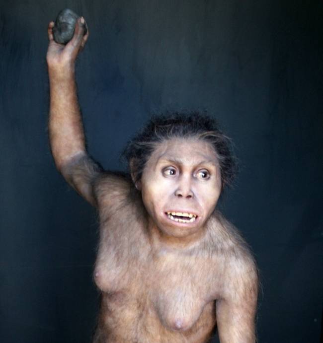 Homo erectus