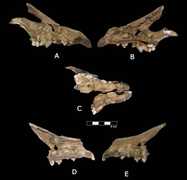 Cráneo perro nueva especie