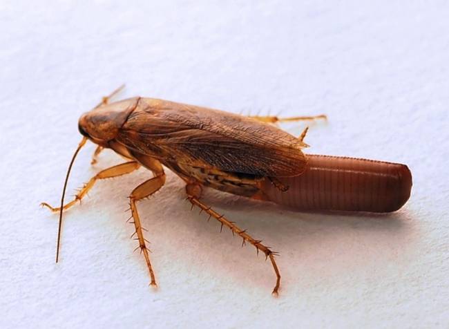 cucaracha