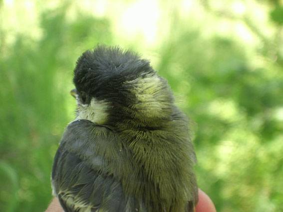 Carbonero común (Parus major) con la mancha de la nuca que se analiza en el trabajo. Foto: CSIC.