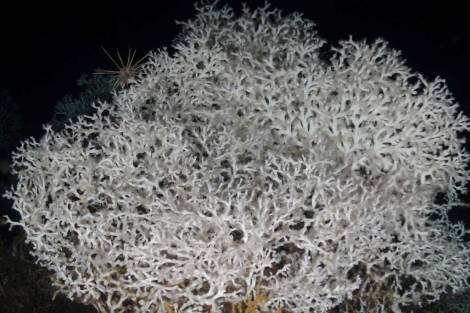 Corales blancos