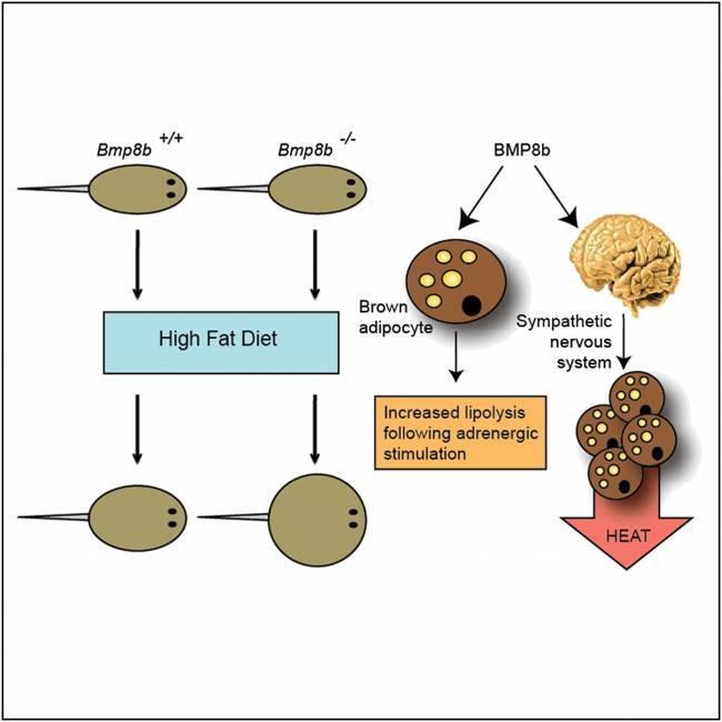 El nuevo artículo destaca el papel clave de la proteína morfogenética ósea 8B (BMP8B) en la regulación de la termogénesis en el tejido adiposo marrón