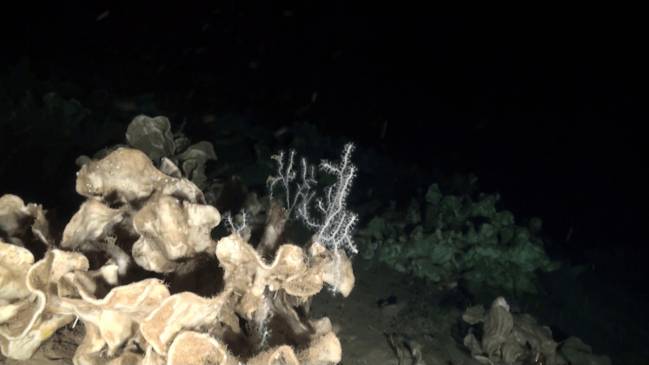 Las esponjas litístidas se denominan vulgarmente ‘roca’ porque son duras y rígidas como piedras debido a que poseen un esqueleto masivo de piezas de sílice. / ©Oceana