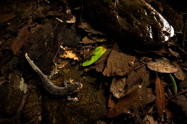 Tritón del Montseny occidental