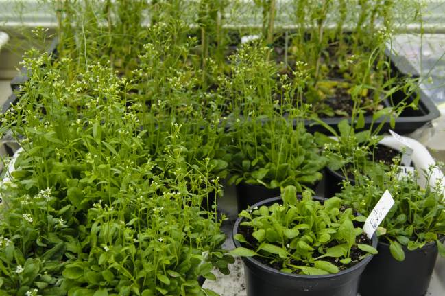 Arabidopsis thaliana