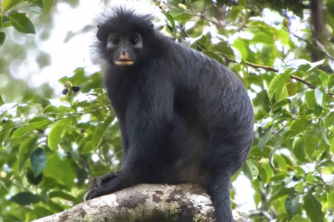 Colobus congoensis