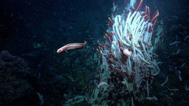  Gusanos tubícolas gigantes en la superficie del fondo marino a 2500 m de profundidad