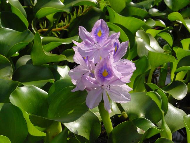 Flor del camalote