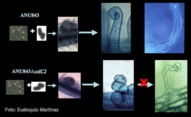 Eustoquio Martínez, a la izquierda, y Pedro Mateos, científicos del Departamento de Microbiología y Genética de la Universidad de Salamanca.