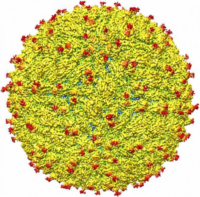 Estructura del virus del Zika