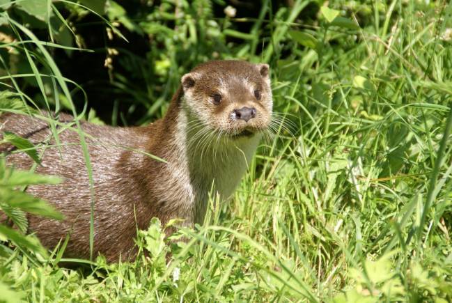 Nutria de río europea