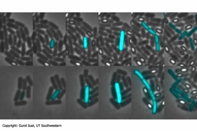 La imagen muestra fotogramas de colonias de bacterias comportándose de  la misma manera, la de arriba usando el circuito natural y la de abajo  usando el circuito sintético. 