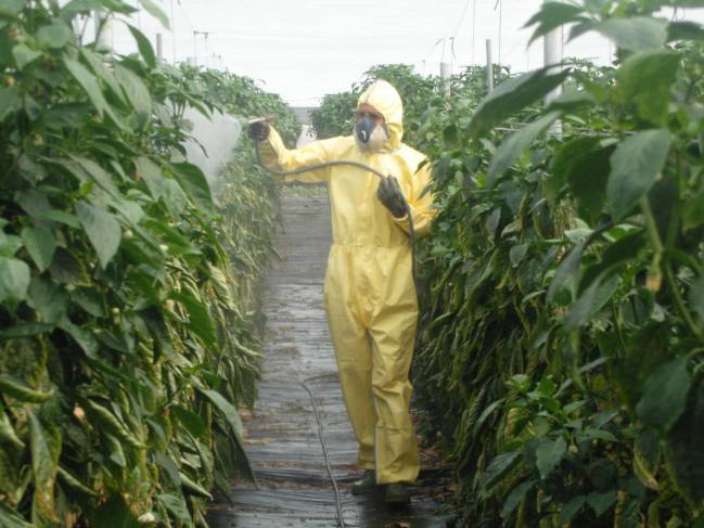 Operario aplicando productos fitosanitarios en un invernadero de Almería