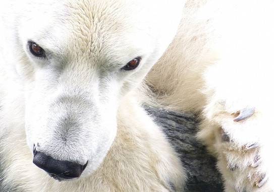 El pelo del oso polar encierra aire dentro de cada fibra para conseguir un buen aislamiento térmico. / Arctic Wolf Pictures.