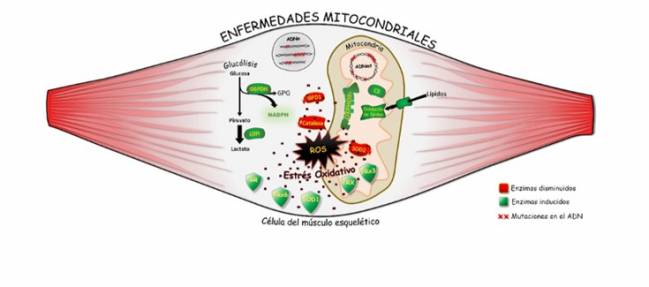 Dibujo diagrama de enfermedades mitocondriales en una célula del músculo esquelético