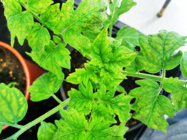 Planta de tomate infectada con la bacteria PsPto.