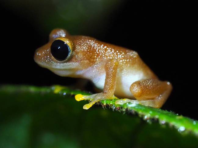 Un ejemplar de 'Pristimantis chalceus'
