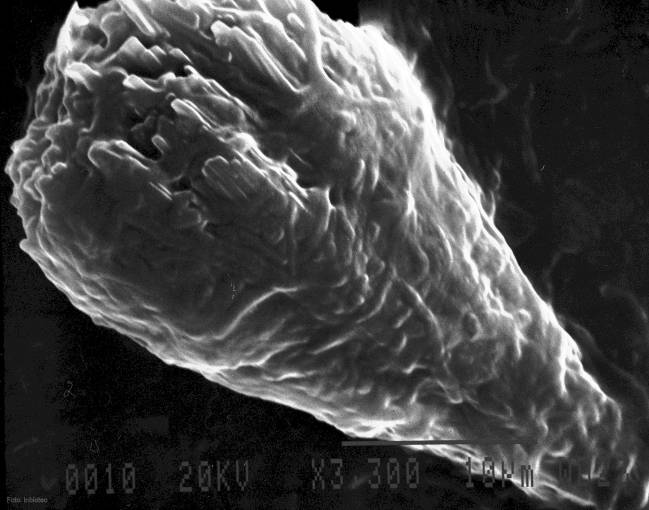 El objetivo es comprobar la influencia de factores de transcripción y otros genes para obtener organismos superproductores de estas sustancias.