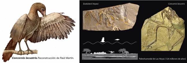 Dibujo que reconstruye el aspecto en vida del ave Concornis lacustris, realizada por Raúl Martín. Fotografías de los fósiles de Concornis lacustris y Eoalulavis hoyasi y dibujo de la trayectoria de vuelo "a saltos" en el paleohumedal de Las Hoyas. | UMA-UAM