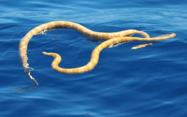 Dos ejemplares de Aipysurus apraefrontalis fotografiados en el arrecife de Ningaloo, en la costa occidental australiana. / Grant Griffin