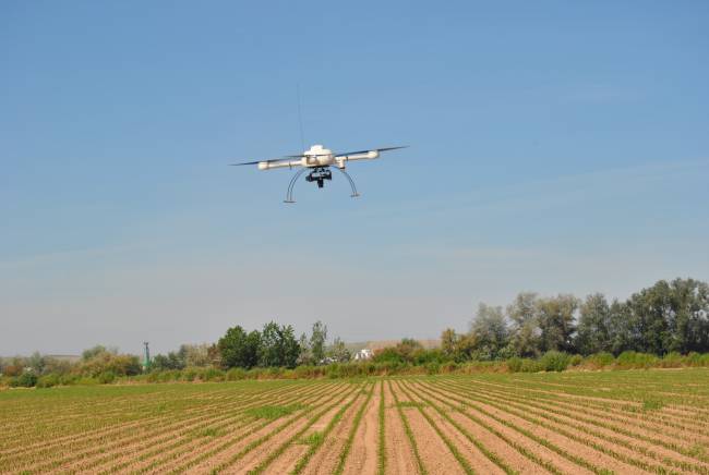 Vehículo Aéreo No tripulado (UAV) iniciando el vuelo en un campo de maíz.