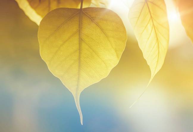 Imitar la función fotosintética de las hojas de las plantas (como las de la imagen) es un gran reto tecnológico